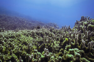 A ‘Devil’ Seaweed Is Spreading Inside Hawaiʻi’s Most Protected Place
