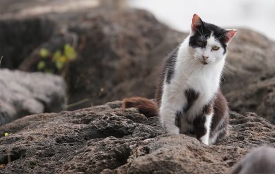 New Feral Cat Colony Map Could Save Hawaii’s Native Birds — But It’s Secret